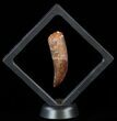 Serrated Carcharodontosaurus Tooth - Partially Rooted #52468-2